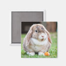 Search for bunny ears magnets Animals