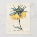 Search for fritillaria postcards Floral