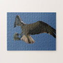 Search for osprey bird puzzles Raptor