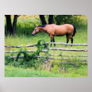 Search for mare art Gelding