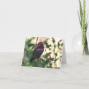Search for anna cards Birds