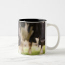 Search for dairy cow mugs Outdoors
