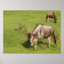 Search for wildebeests posters African