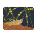 Search for grasshopper magnets Insect