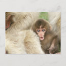 Search for monkey baby postcards Japanese macaque