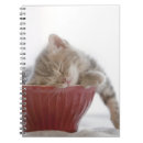Search for sleeping kitten Nature