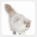 Search for persian kittens stickers Feline