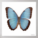 Search for smithsonian art Butterfly