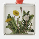 Search for dandelion christmas tree decorations Botanical