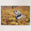 Search for labrador puzzles Dog