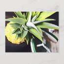 Search for lanai postcards Hawaii