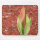 Search for amaryllis mousepads Flower