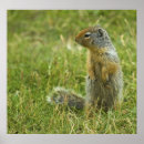Search for critter posters Rodent