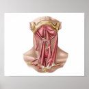 Search for human bones Illustration