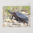 Search for turtle painting postcards Animals