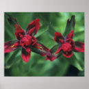 Search for paintbrushes posters Red