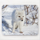 Search for arctic fox mousepads Danita delimont