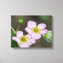 Search for buds canvas prints Blossom