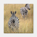 Search for tall grass magnets Wildlife