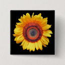 Search for sunflowers badges Photography