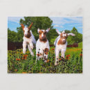 Search for pet goat postcards Nature