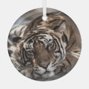 Search for wildcat christmas tree decorations Tiger