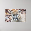 Search for megafauna Cougar