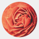 Search for beautiful red rose stickers Romance