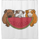 Search for guinea pig shower curtains Rodent