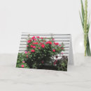 Search for rose bush cards Red
