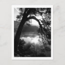 Search for white pine postcards Nature