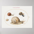Search for snail posters Cute