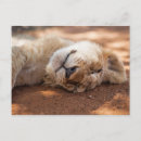 Search for funny animal photo postcards Nature