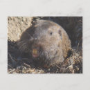 Search for gopher postcards Animal