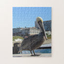 Search for pelican puzzles Pier