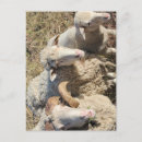 Search for rams postcards Cute