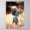 Search for cute dog posters Pug