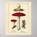 Search for fungi posters Food