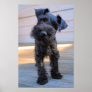 Search for schnauzer puppy posters Miniature