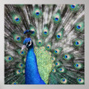 Search for peacock feather painting posters Bird