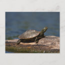 Search for turtle painting postcards Nature