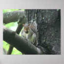 Search for nut with squirrel posters Animal