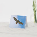 Search for hawk cards Nature