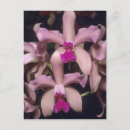 Search for wild orchid postcards Jungle