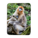 Search for monkey photo magnets Golden snub nosed monkey