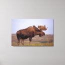 Search for herbivore art Ak