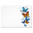 Search for blue morpho butterfly posters White