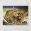Search for princesses postcards Sweet