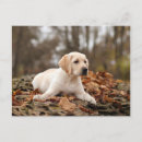 Search for forest friends postcards Cute