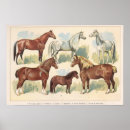 Search for vintage horse posters Equestrian